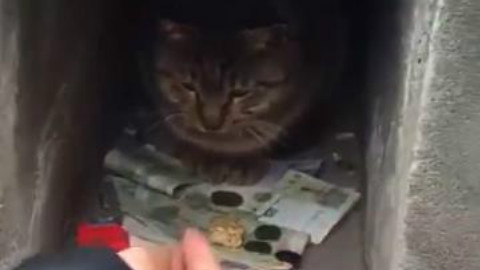 传说中的守财猫,许进不许出的节奏啊